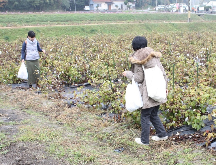 兵庫の かこっとん プロジェクト 庭先わた農家 募集 繊研新聞