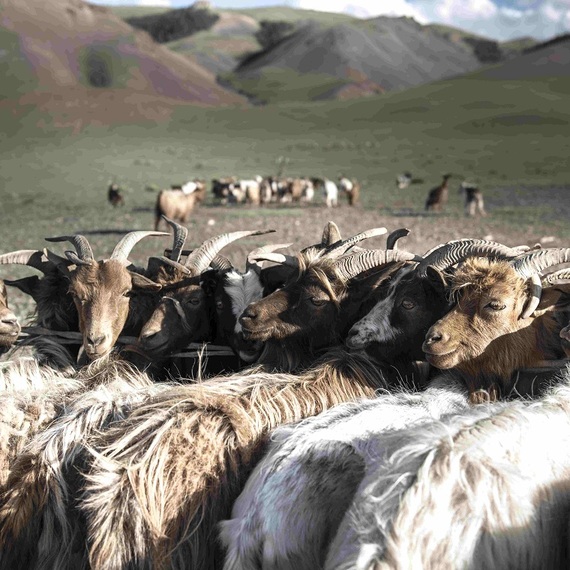 モンゴルカシミヤ製品の「タニラグ」が設立10年 倫理の高さこそ美しさ