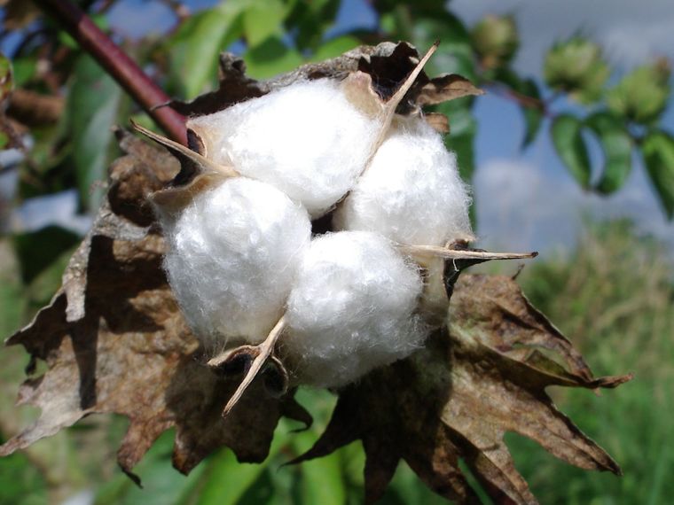 sea island cotton(カイトウメン) 繊維の宝石海島綿「ジュエル」