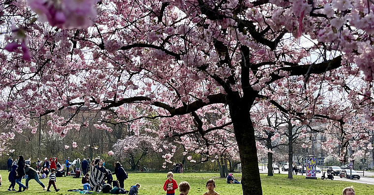 日本からベルリンへ寄贈された平和の象徴“桜”が今年も満開（宮沢香奈