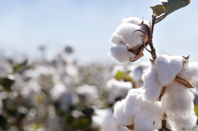 綿花需給 3季ぶりに生産が消費上回る見通し 繊研新聞