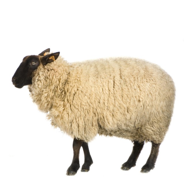 shutterstock_3178804-640x640